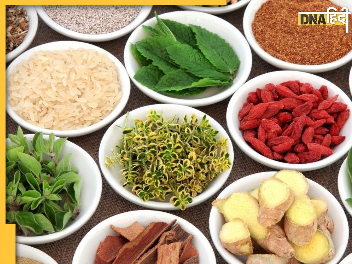 Diabetes Control Herbs: हाई ब्लड शुगर से हैं परेशान तो डाइट में शामिल करें ये 6 चीज, मिनटों में क��ंट्रोल हो जाएगा Blood Sugar