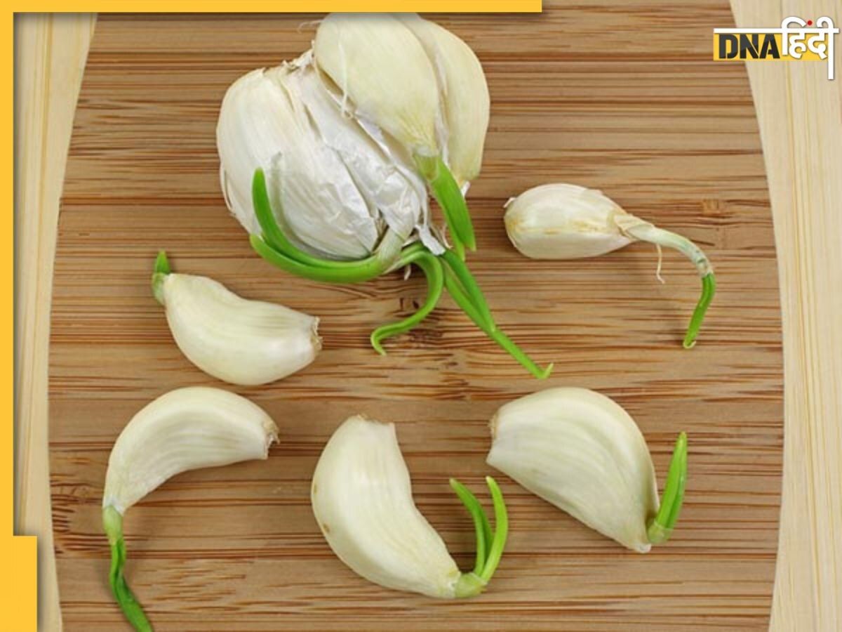 Sprouted Garlic: ब्लड में थक्के और चर्बी को गला देगी अंकुरित लहसुन, हार्ट अटैक-कैंस��र तक का टल जाएगा खतरा