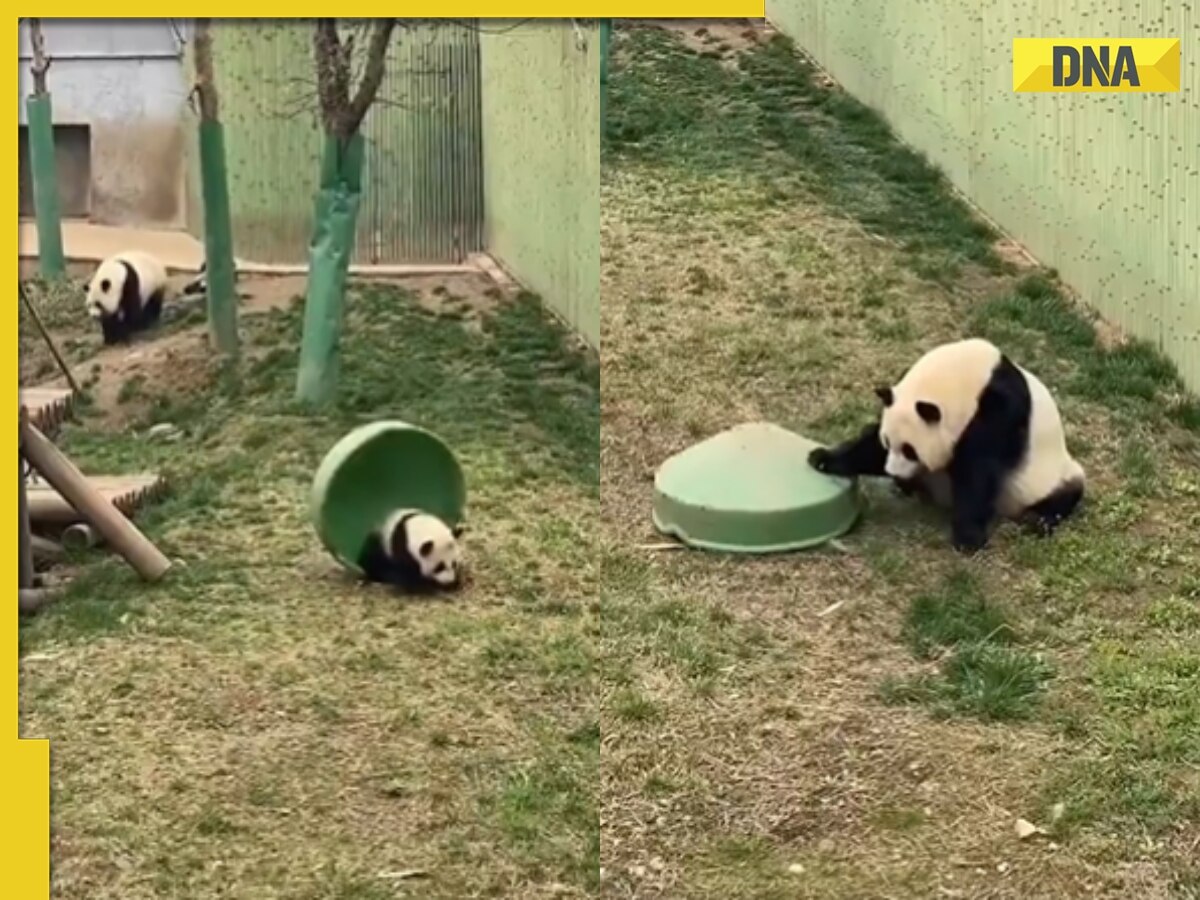 Panda plays with container and gets trapped under it, viral video melts hearts