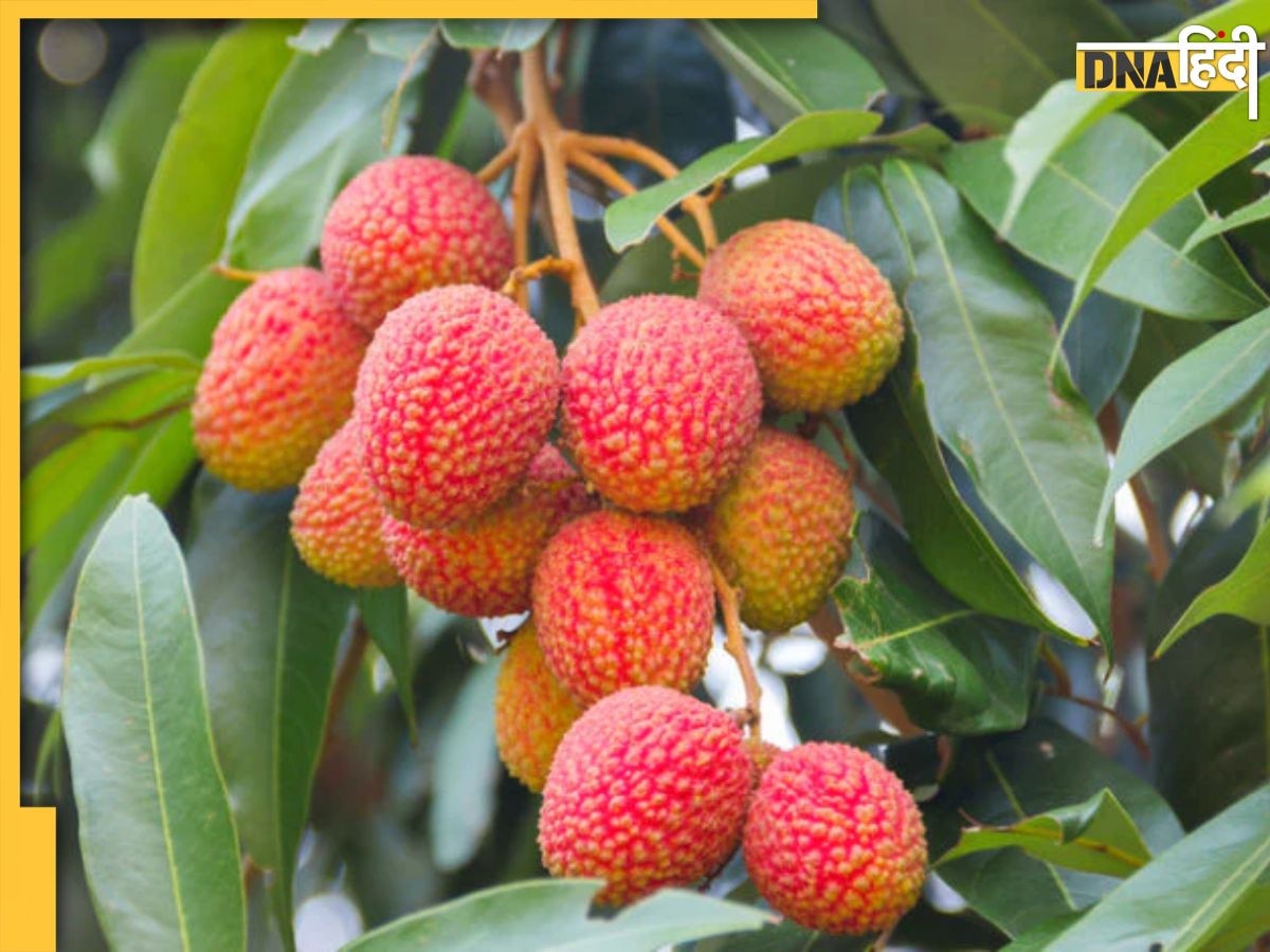 Litchi Side Effects: गर्मियों में इन लोगों को भूलकर भी नहीं खाना चाहिए ये रसदार फल, सेहत के लिए होता है बेहद नुकसानदायक