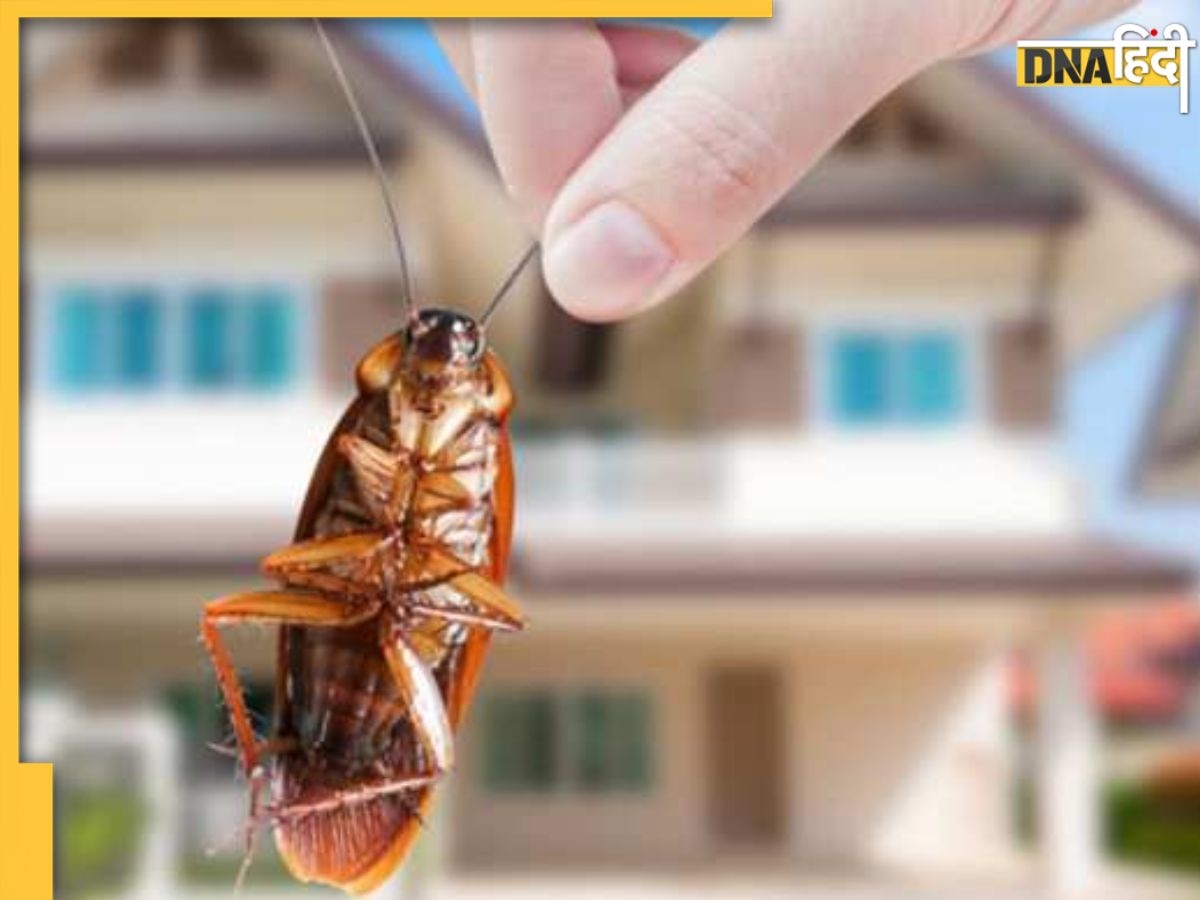 Home Remedy For Bugs In House: इन घरेलू उपायों से घर में नजर नहीं आएंगे कॉकरोच और चूहे, मच्छर-मक्खी और चींटियों से भी मिलेगा छुटकारा