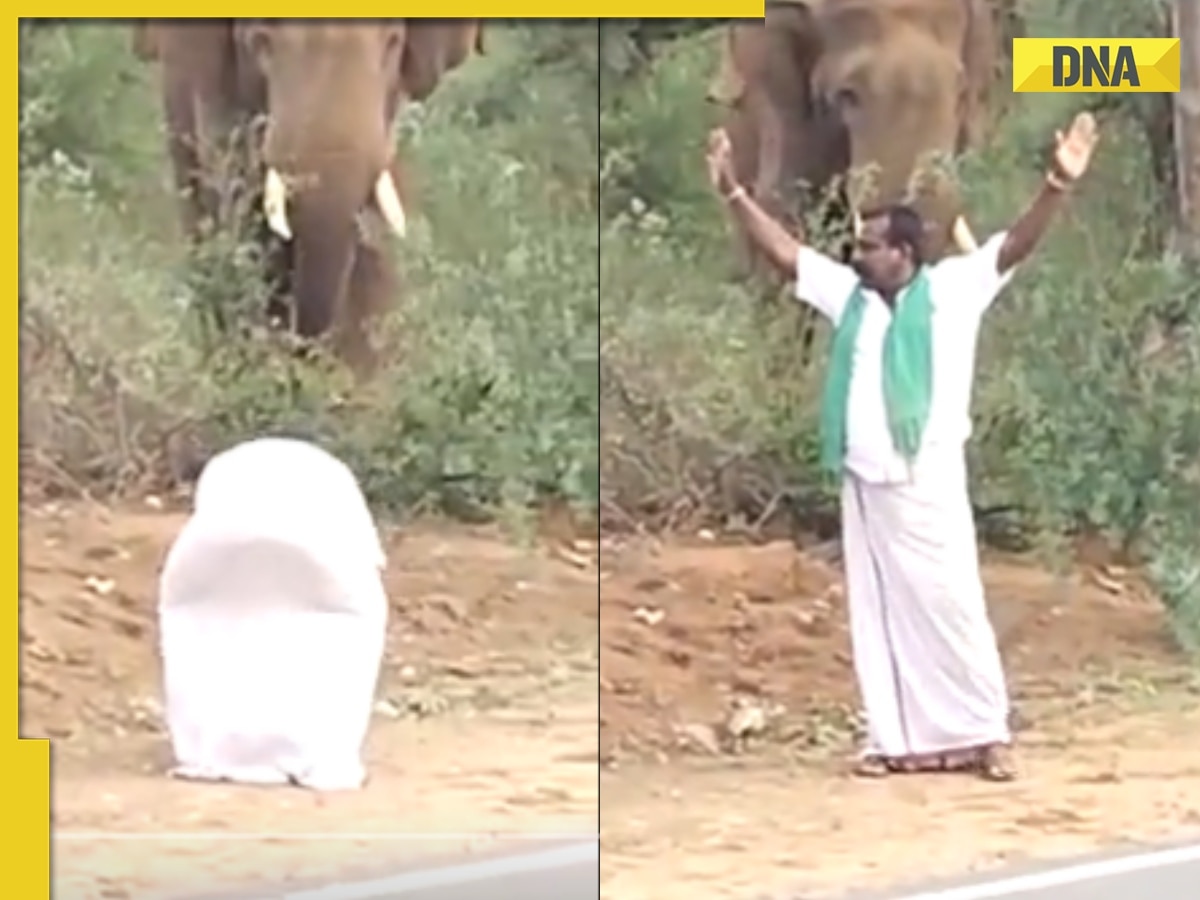 Man teases elephant by stupid antics, viral video makes netizens furious