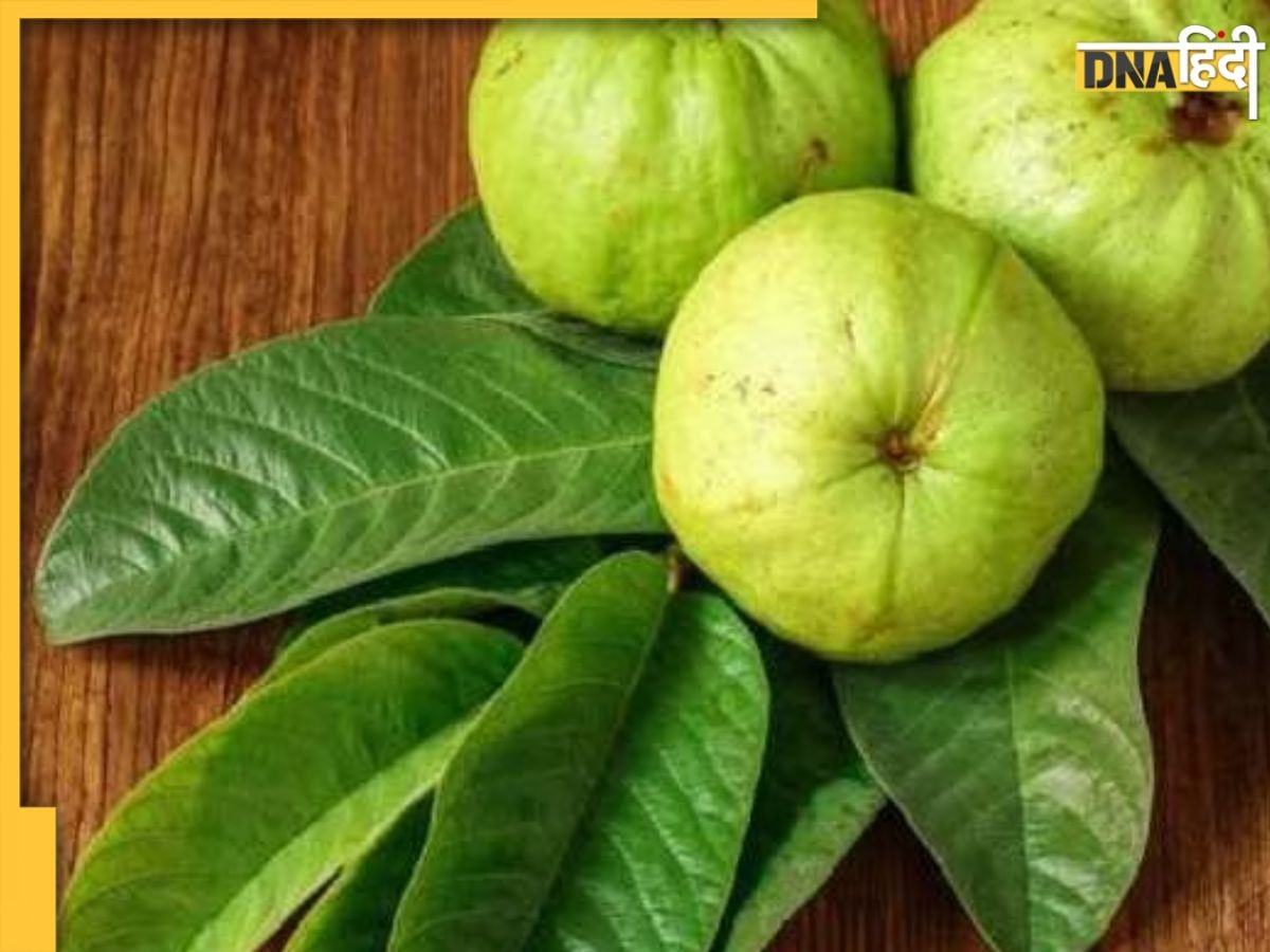 Guava Leaves Benefits: दांत दर्द से लेकर डायरिया तक में दवा का काम करती हैं अमरूद की पत्तियां, जानिए इसके अनगिनत फायदे