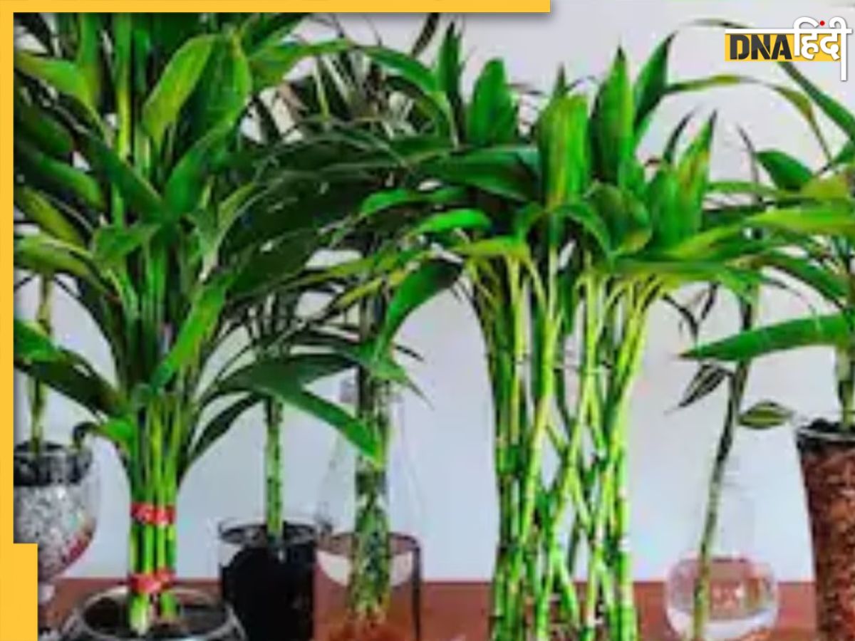 Lucky Plants For Money मनीप्लांट ही नहीं, ये 4 पौधे भी दूर करते हैं