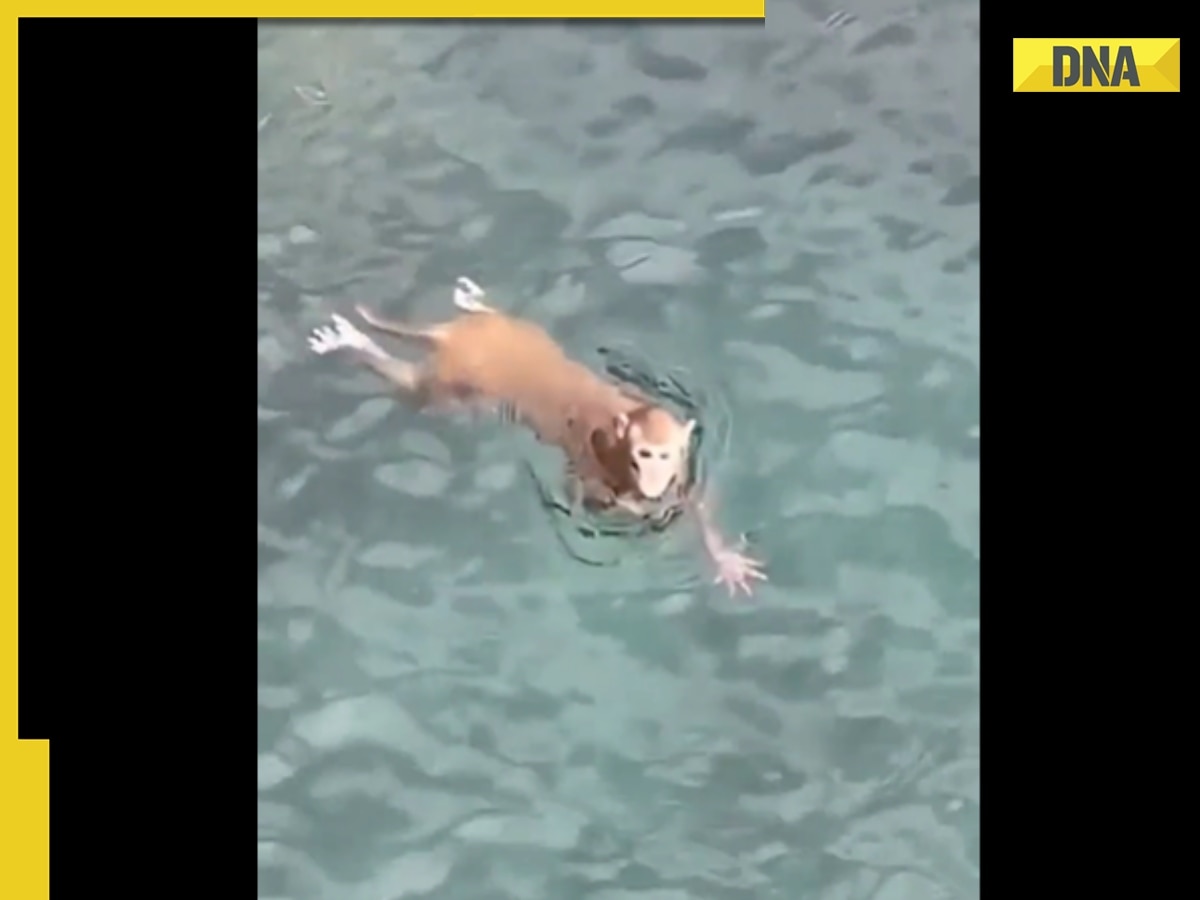 Have you ever seen a monkey swim before? Viral video surprises internet