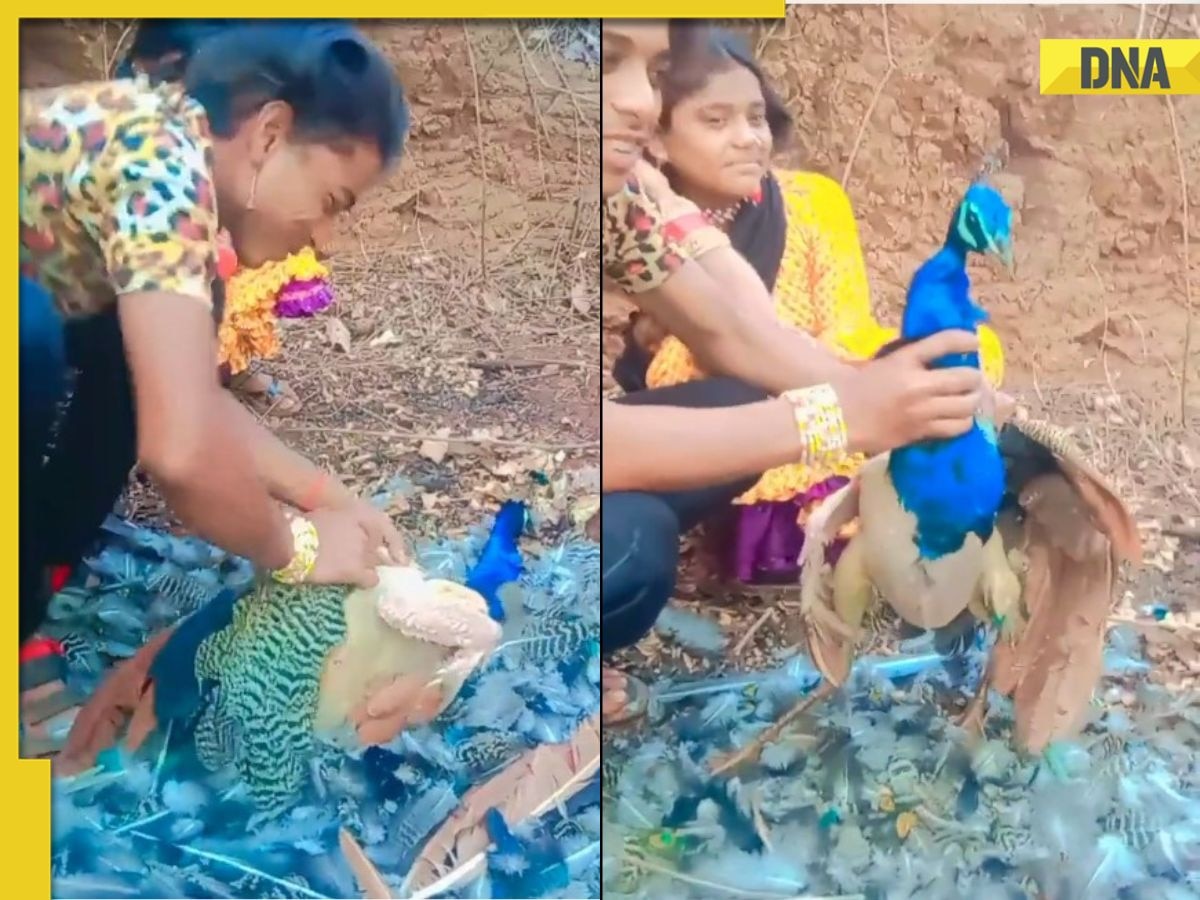Man brutally plucks feather off peacock leading to its death, viral video leaves netizens shocked