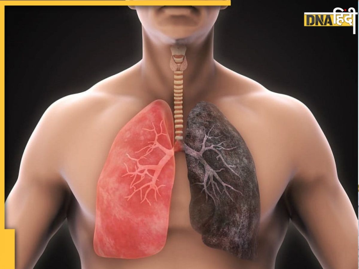 Increase Lung Capacity: जर्जर फेफड़ों में भी नई ज��ान डाल देंगी ये जड़ी-बूटियां, बढ़ जाएगी लंग्स की कैपेसिटी