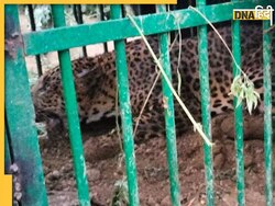 Leopard Rescue Video: गाजियाबाद में फिर पकड़ा गया तेंदुआ, मोदीनगर इलाके में पानी के खाली पाइप में छिपकर बैठा था