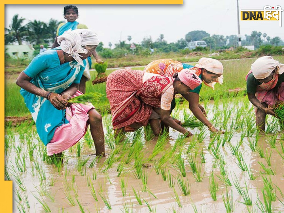 PM Kisan Yojana: क्या पीएम किसान योजना में पति-पत्नी दोनों को मिल सकता है किस्त का लाभ? यहां जानें