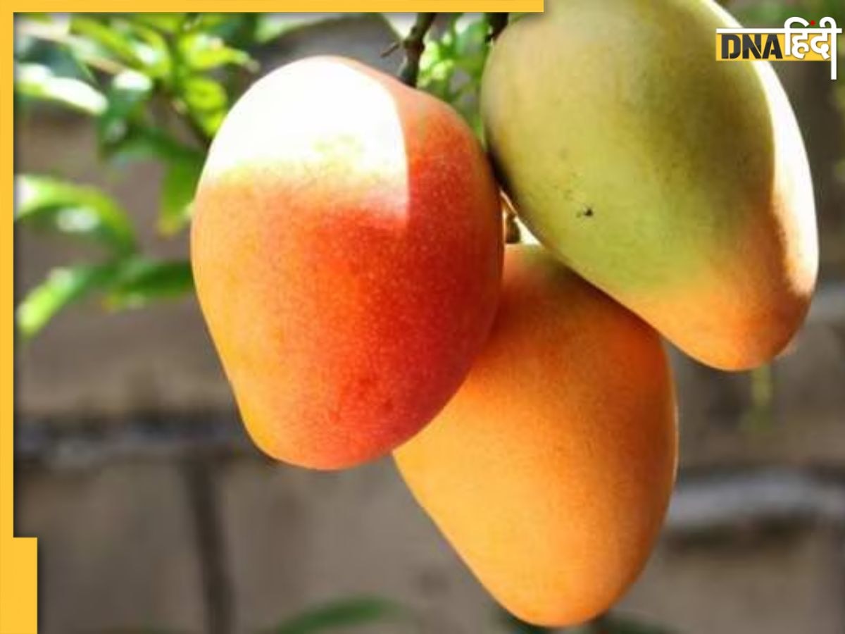 How To Eat Mango: आम के हैं शौकीन तो खाने से पहले कर लें ये काम, वरना घेर लेंगी ये गंभीर बीमारियां