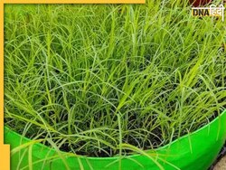 Vastu Tips: घर में ये पौधा लगाते ही खिंची चली आएगी धन-दौलत, सिर्फ इन नियमों का रखें ध्यान