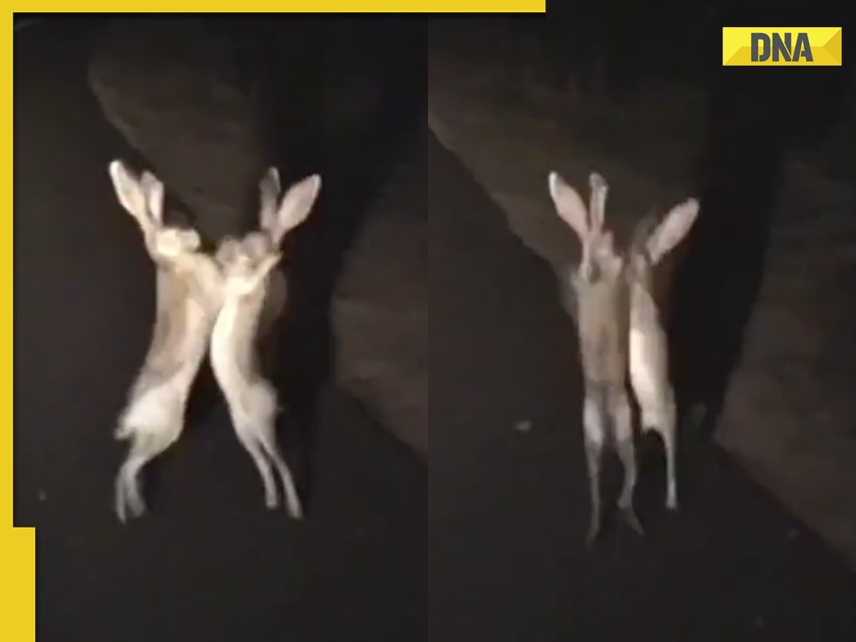 Have you ever seen a rabbit fight? Viral video will make you go 'aww'