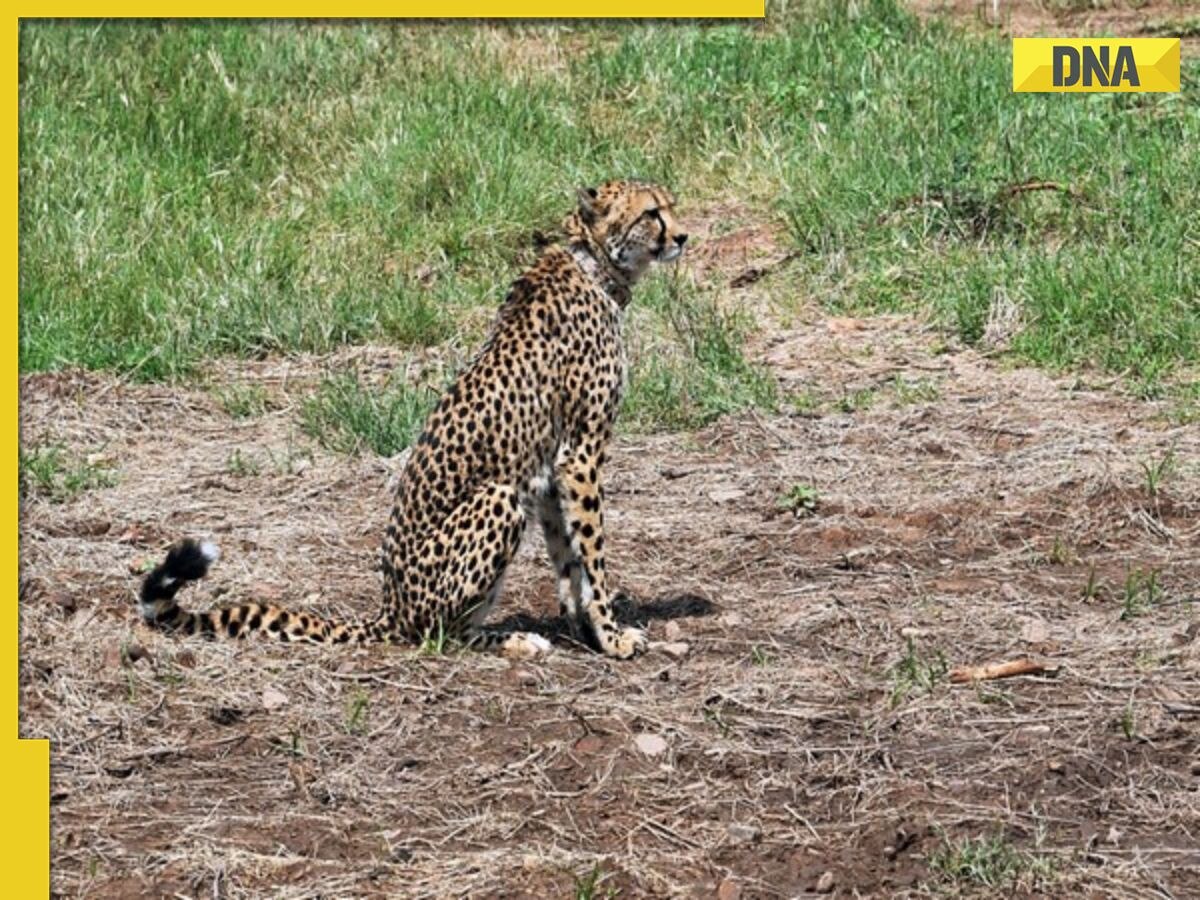 How did 5 cheetahs die at MP’s Kuno National Park? Here's what officials said