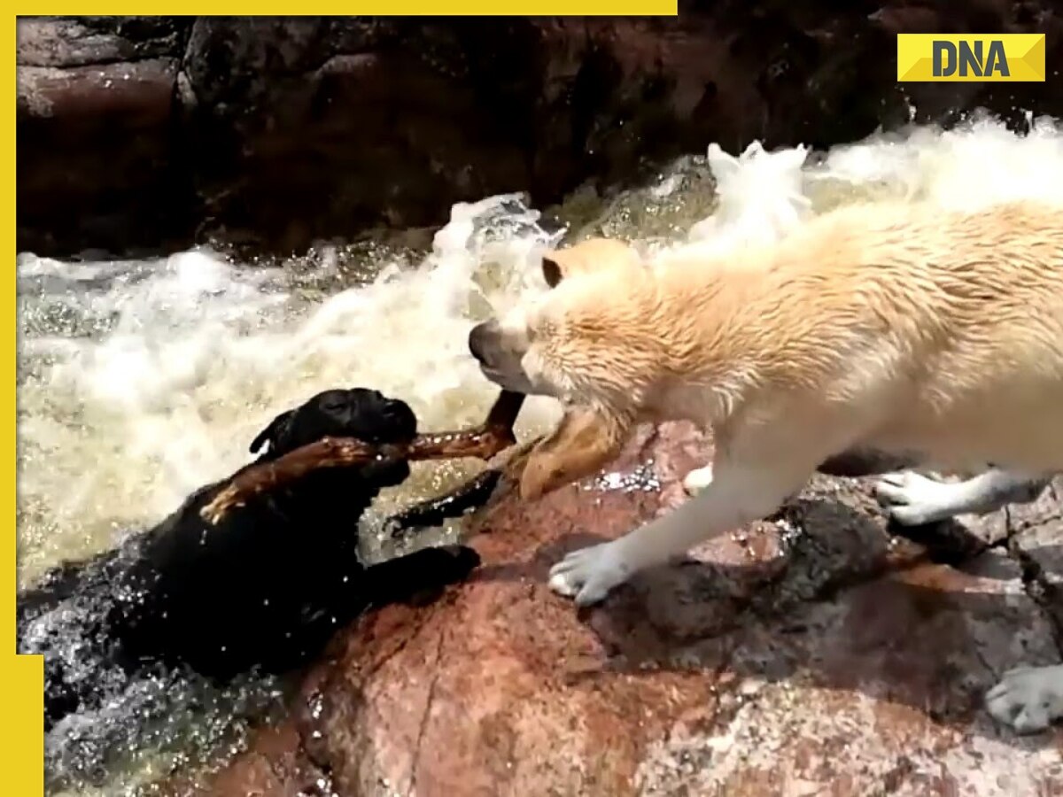 Dog saves its pal from drowning in river, viral video divides internet