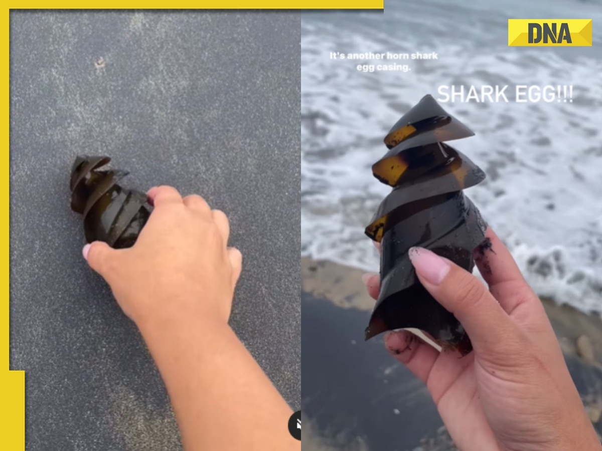 Ever seen shark's egg? Viral video stuns internet 