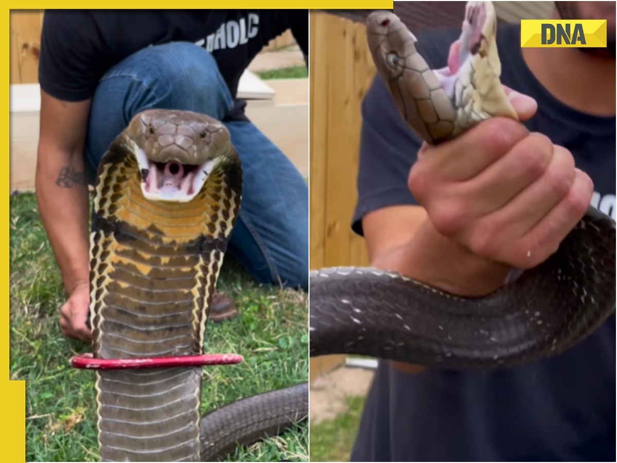 Man fearlessly grabs king cobra barehanded, viral video sparks internet outrage