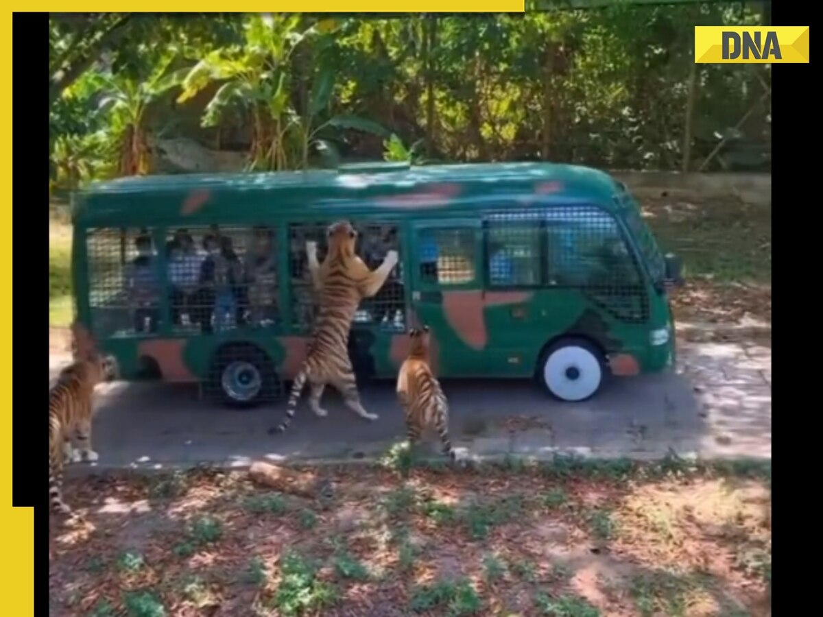 tiger chases tourist vehicle