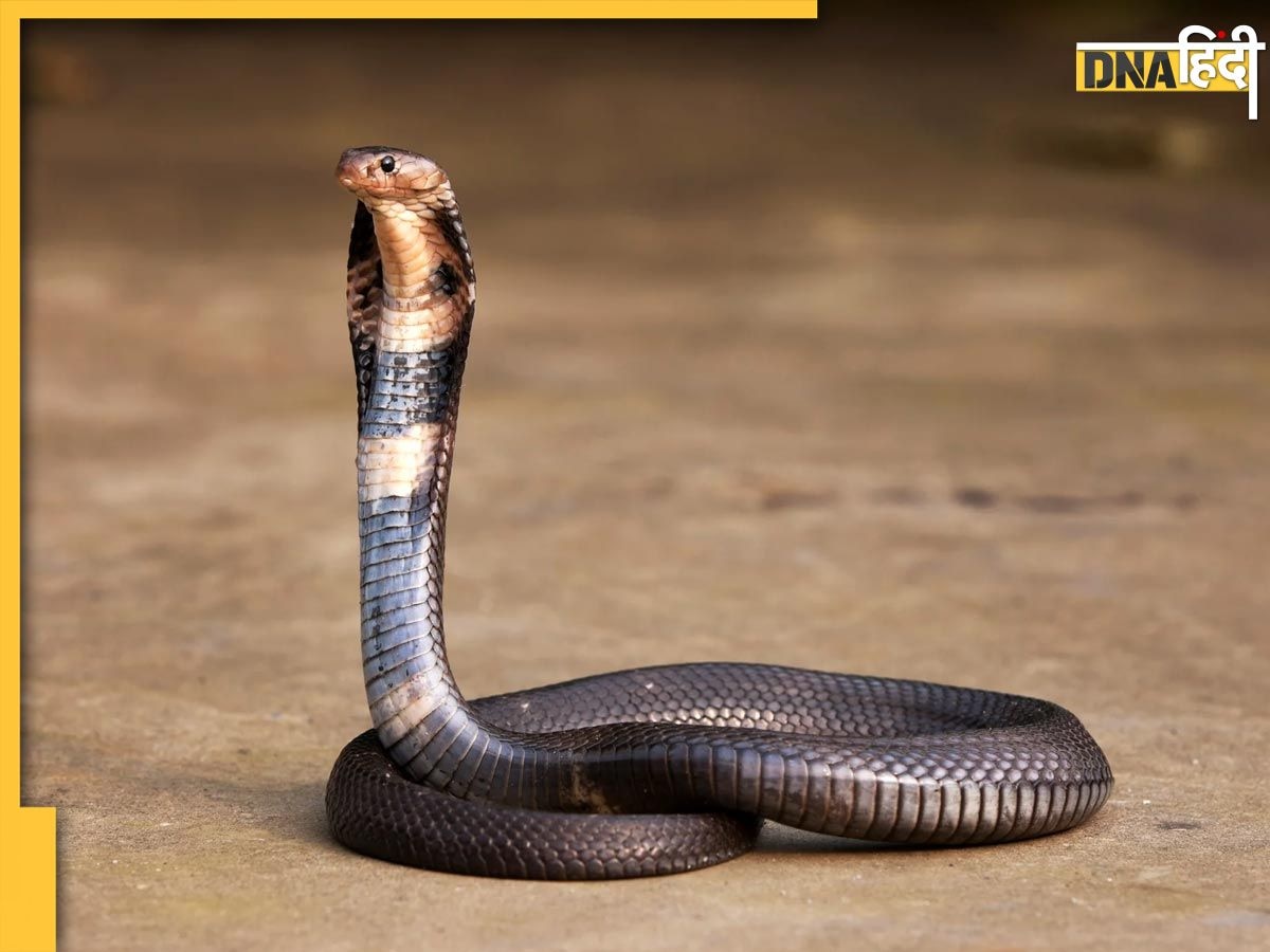 Snake Myths: सांप दूध पीता है? जानें सा��ंपों से जुड़ी ये 5 बातें सच हैं या झूठ