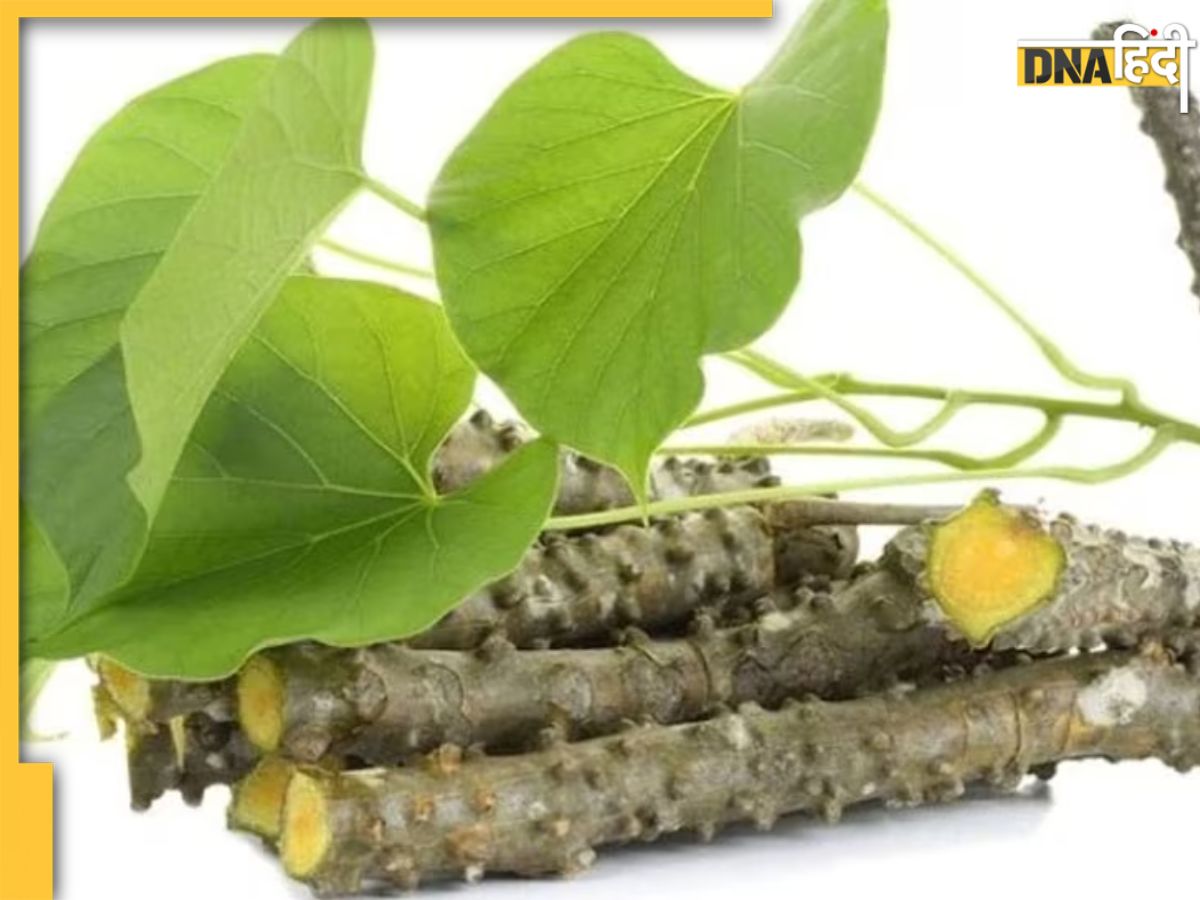 Giloy For Diabetes इस एक जड़ीबूटी की पत्तियां डायबिटीज का जड़ से करती हैं इलाज, अचानक ब्लड