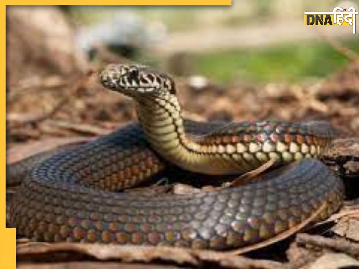 Snake Dreams: सपने में सांप दिखाई देने की है ये वजह, देते हैं शुभ और अशुभ संकेत