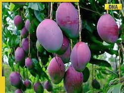 World's most expensive mango 'Miyazaki' shines at Siliguri Mango Festival with price tag of...