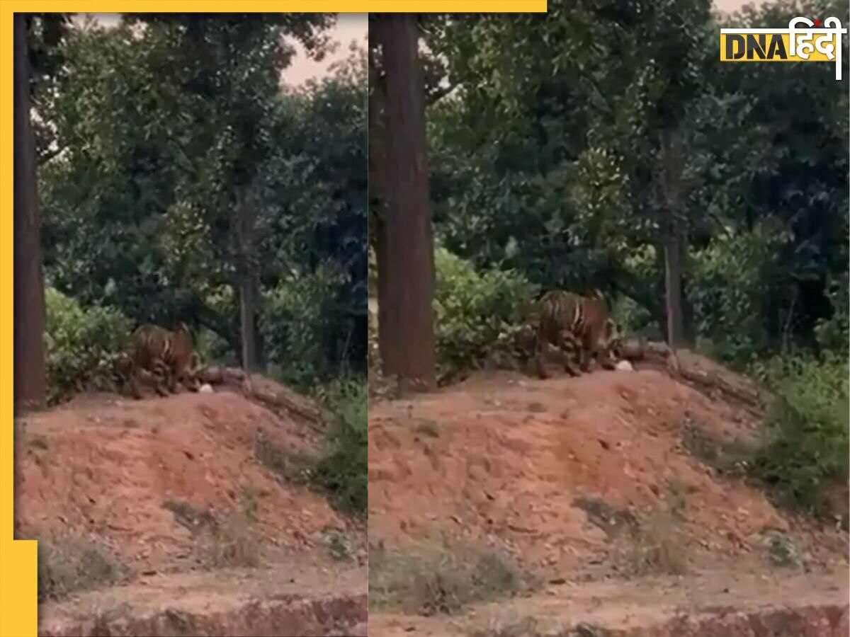 Tiger Viral Video: टाइगर रिजर्व में कूड़े वाली पॉलिथीन सूंघता दिखा बाघ, वन अधिकारी ने की अपील- थोड़े जिम्मेदार बनिए