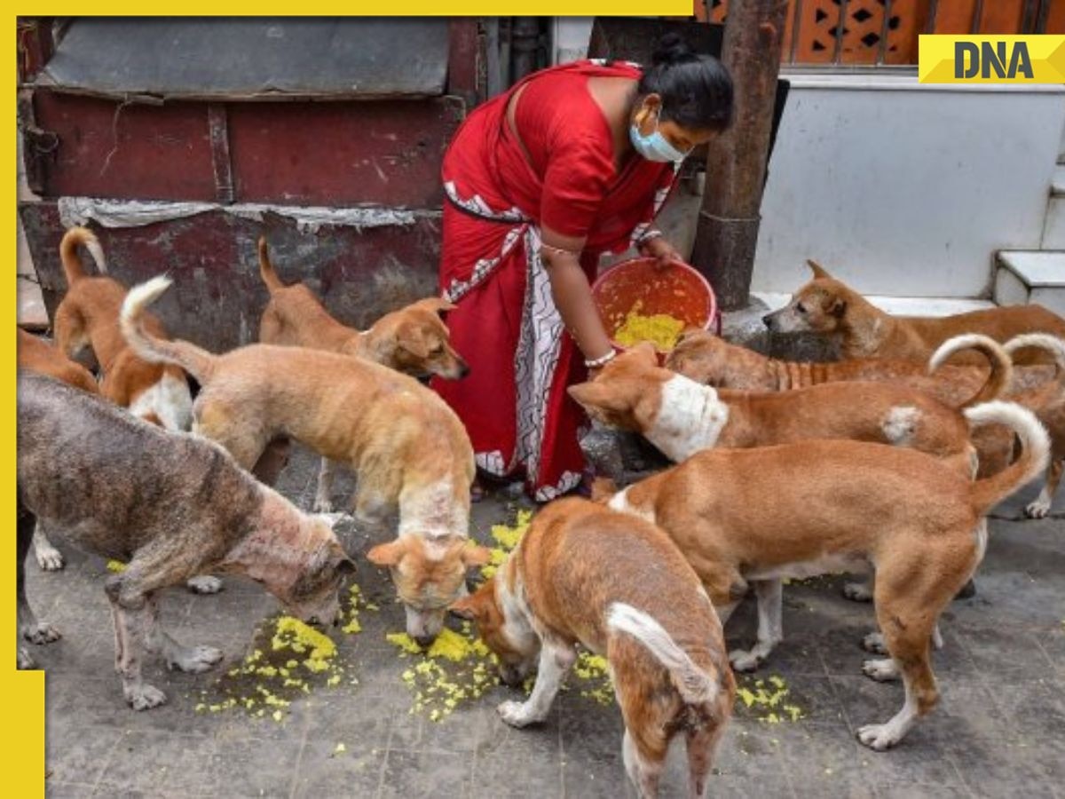 Delhi: MCD mulls making streets stray animals free, plans to construct shelters for them