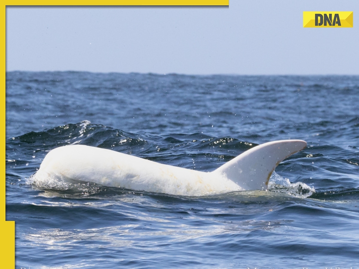 Captivating sight: Rare white dolphin makes spectacular appearance in California, see pics here