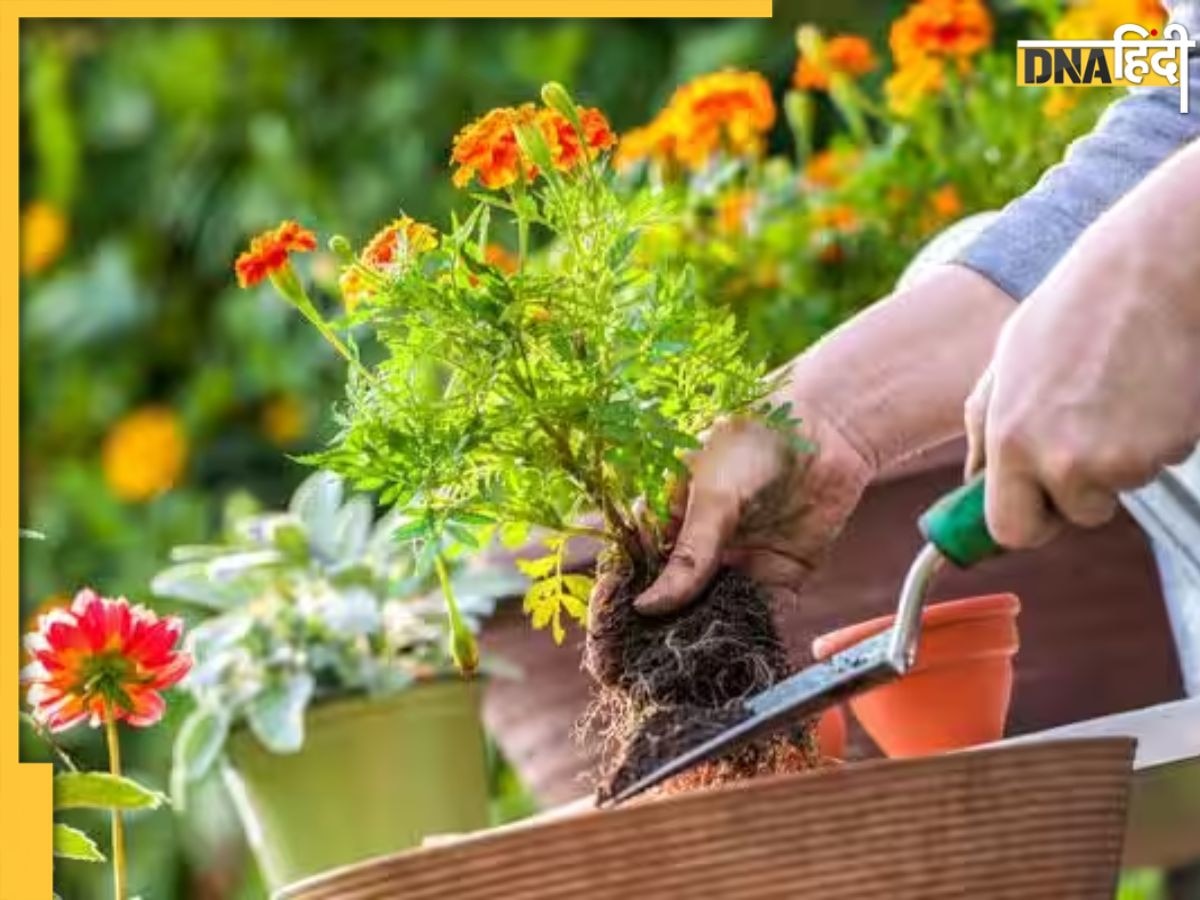 Plants में लग रहे हैं कीड़े या पीली पड़ गई हैं पत्तियां? इस तरह करें हींग का इस्तेमाल, फिर से हरे-भरे हो जाएंगे पौधे