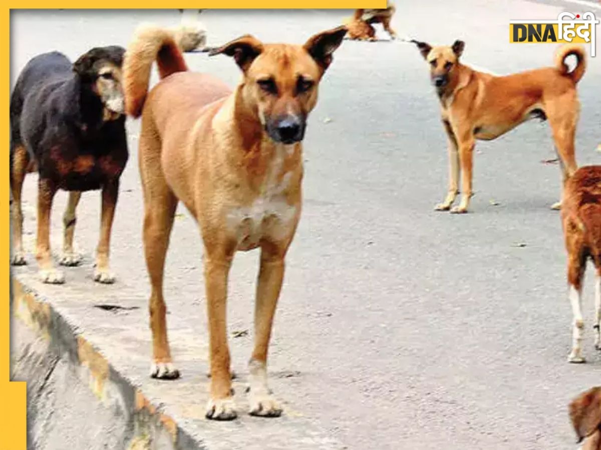 मेयर की चप्पल खोने पर आवारा कुत्तों की कर दी गई नसबंदी, पढ़ें देश में कहां हुआ है अब ऐसा