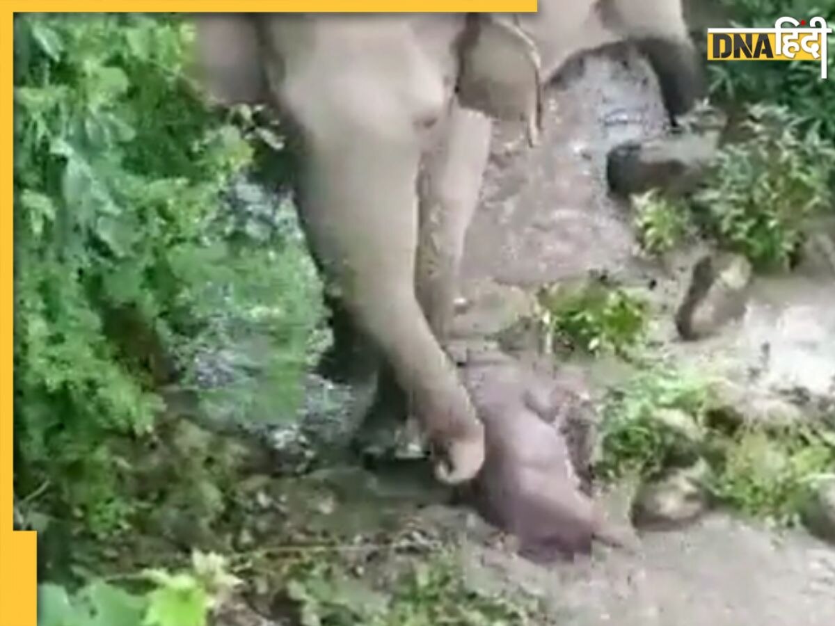 मरे बच्चे को जिंदा करने के लिए 2 KM तक पानी में धकेलती रही हथिनी, VIDEO देखकर रो पड़ेंगे आप