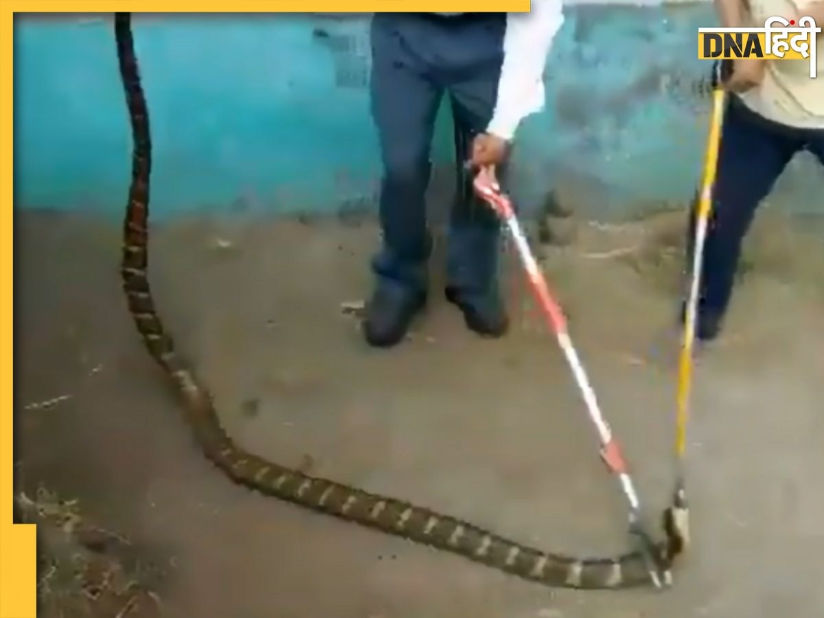 King Cobra Viral Video: पकड़ा गया 16 फीट का King Cobra, छिपने की जगह देख घबरा जाएगा दिल