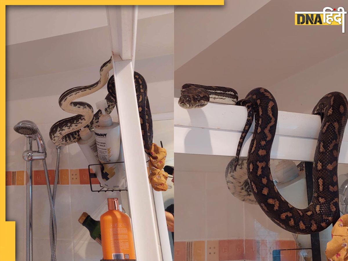 Snake in Bathroom बाथरूम में शॉवर पर बैठा दिखा 6 फुट लंबा अजगर, शख्स