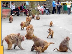 Delhi Jobs: दिल्ली में मिल रही बंदर पकड़ने की नौकरी, मोटी सैलरी का है ऑफर, जानें पूरी बात