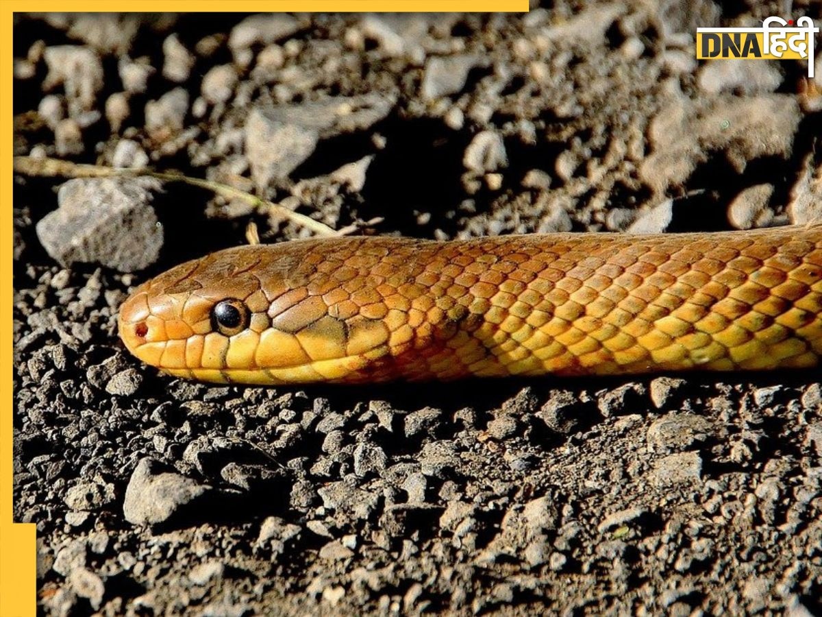 Snake Attacks: बारिश में सांप का कहर, केरल के अस्पताल में महिला की मौत, आगरा में बाथरूम के अंदर पहुंचा