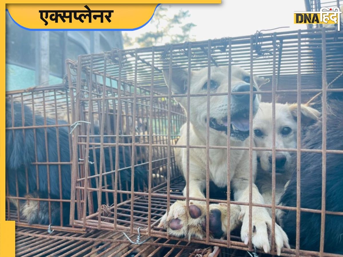 Dog Meat Festival: क्या है चीन का डॉग-मीट फेस्टिवल, किस बात पर इसे लेकर चल रहा है हंगामा