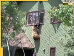 भालू ने घर में घुसकर की 'दावत', भागते समय 15 फुट ऊंची खिड़की पर फंसा, Video में देखें फिर क्या हुआ