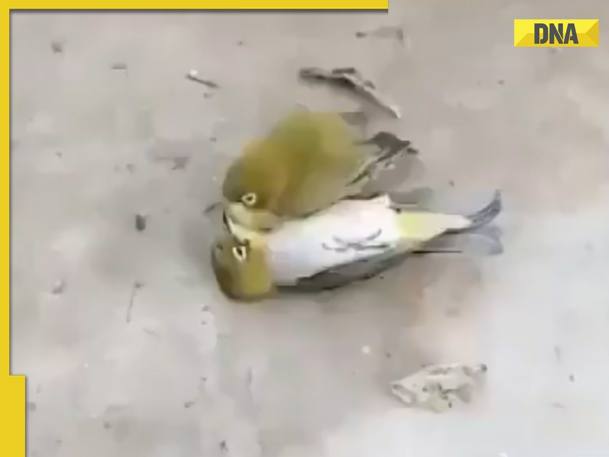 Viral video: Bird stays by its dead partner's side, what happened next will make you cry