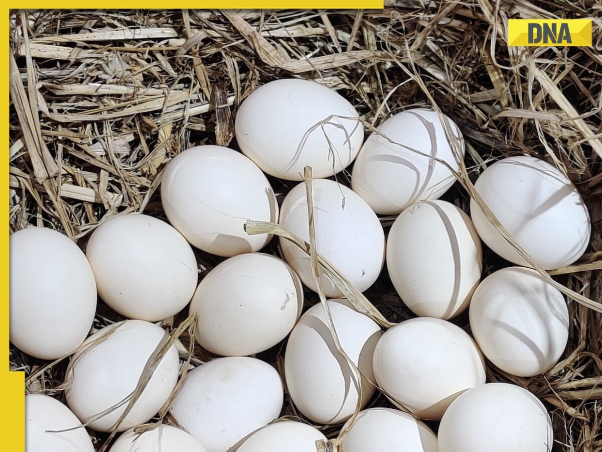What is the most expensive egg in the world? Check whopping price, key details
