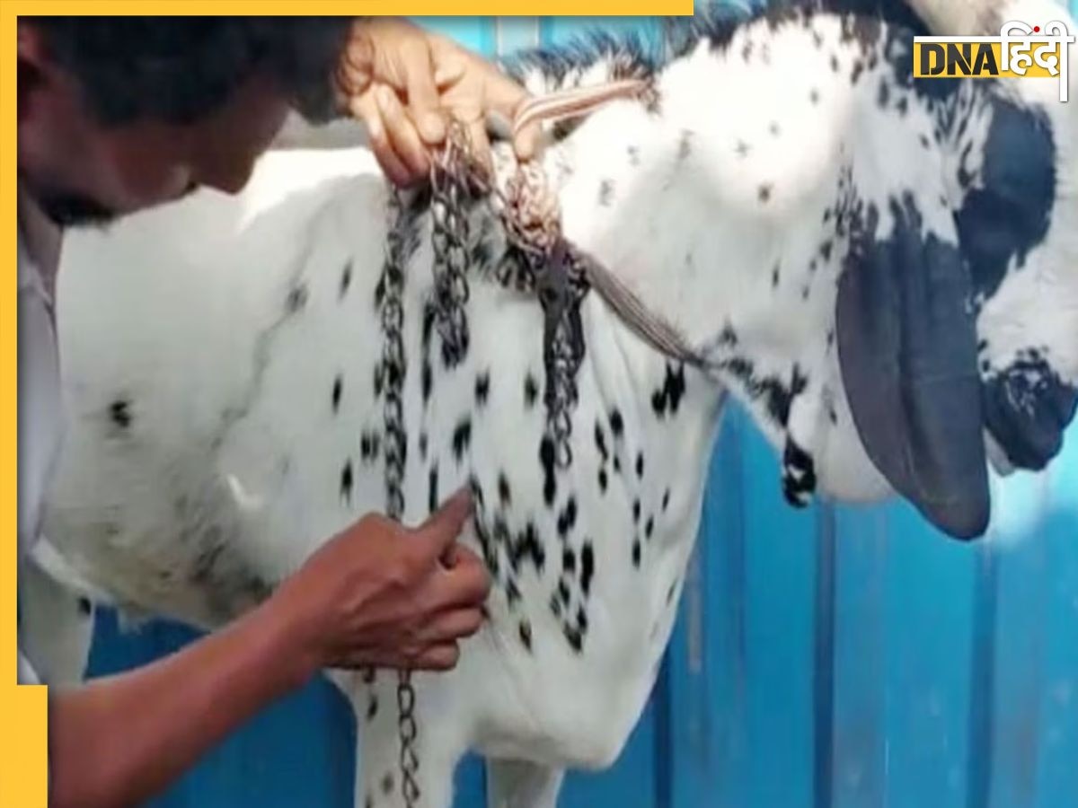 बकरीद से पहले सवा करोड़ के बकरे की मौत, शरीर पर लिखा था अल्लाह, 100Kg था वजन