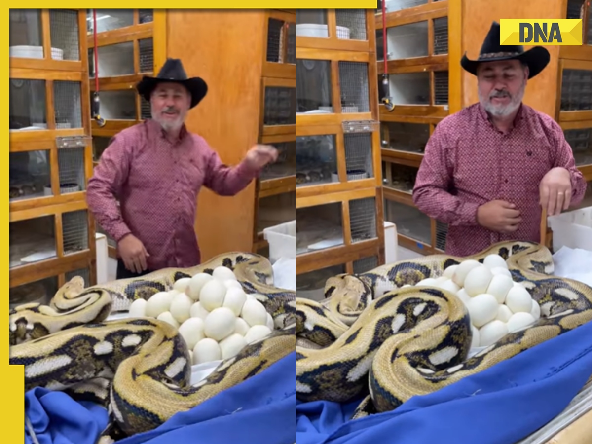 Mother Python Daring encounter: Mother python attacks man who tries to take her eggs ...