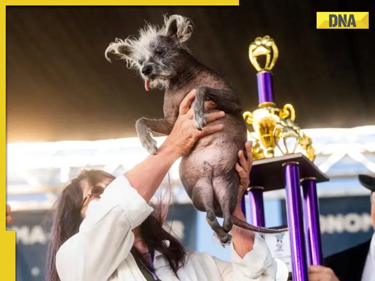 Meet Scooter, the winner of 'World's Ugliest Dog' competition 2023