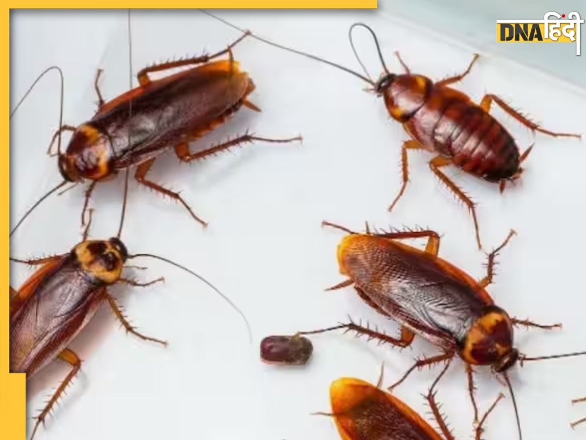 Get Rid Of Cockroach: मानसून आते ही घर में नजर आने लगे हैं कॉकरोच, तो इन 5 तरीकों से पाएं छुटकारा