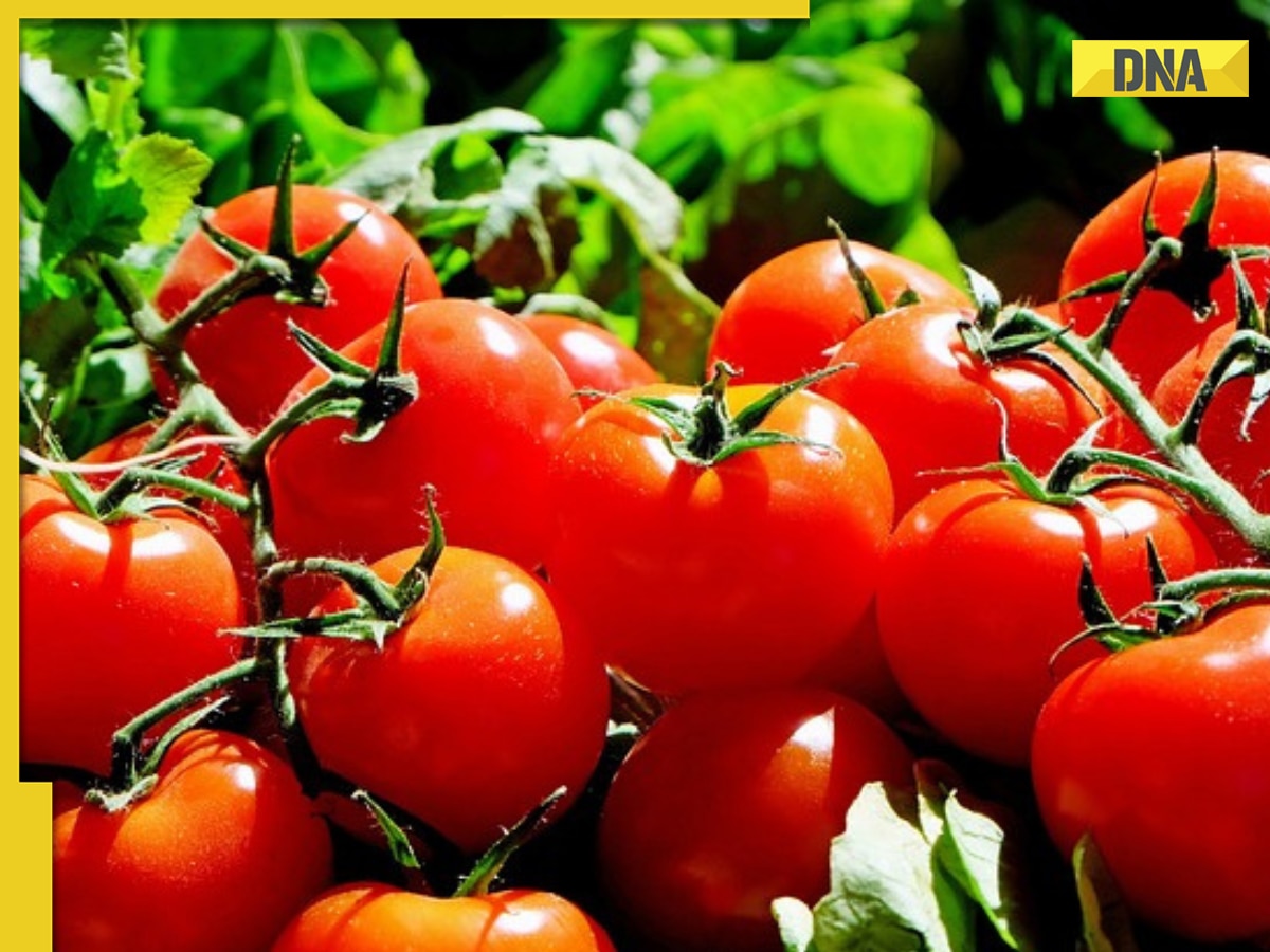 Tomatoes prices soar to Rs 120 per kg in Delhi-NCR, Noida