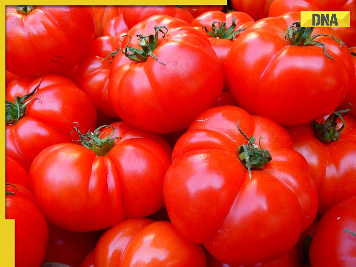 Why tomato prices have skyrocketed in Delhi NCR, Mumbai? Will rates come down soon?