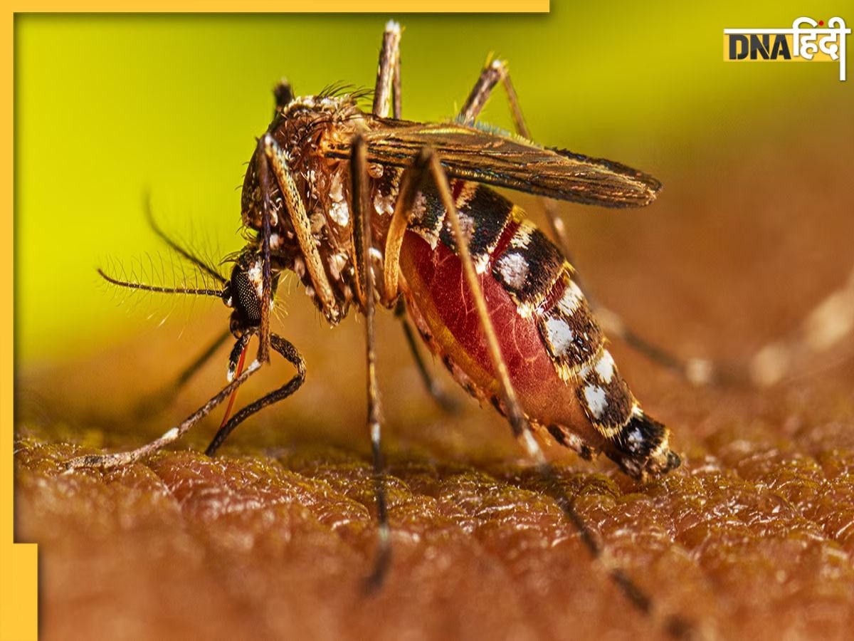 Home Remedies for Dengue Malaria: बारिश से बढ़ गए हैं डेंगू-मलेरिया फैलाने वाले मच��्छर, ये 5 चीजें इन खतरनाक बीमारियों से लड़ने में करेंगी मदद