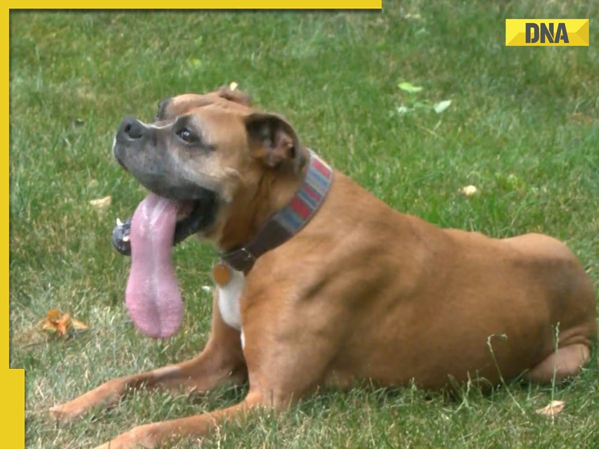 Jaws drop as dog with 5.46-inch tongue clinches Guinness World Record