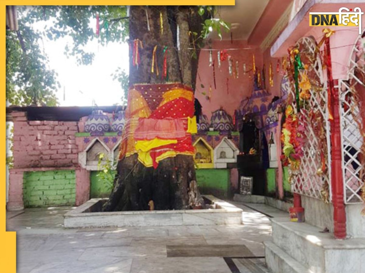 Peepal Tree Worship Reason: इन कारणों से होती है पीपल की पूजा, महर्षि दधीचि से जुड़ा है इसका रहस्य