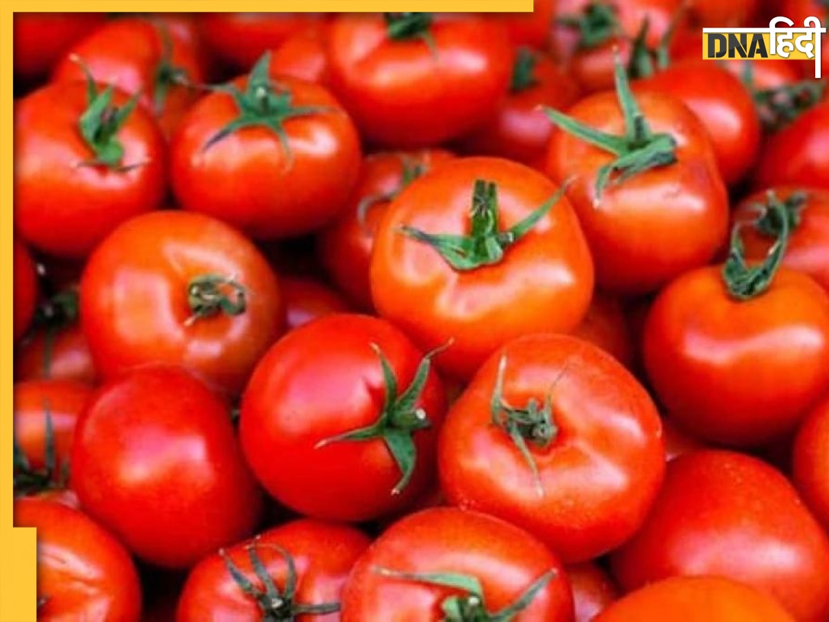 Tomato Price: दिल्ली में दो दिन में खूब बिका टमाटर, जानिए कितना हो गया सस्ता