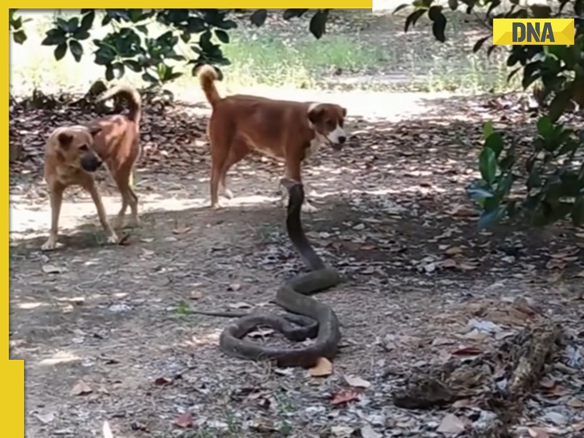 Dogs fight off huge king cobra in viral video, watch who emerges victorious!